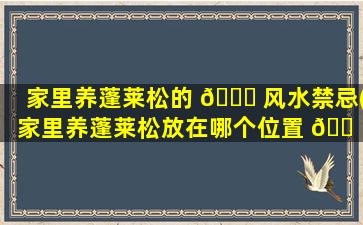 家里养蓬莱松的 🐋 风水禁忌(家里养蓬莱松放在哪个位置 🐠 zui
好)